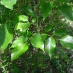 Buy Lonchocarpus sericeus - Live Plant Online Shopping for Sale