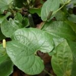 Buy Long Pepper, Thirivadhirai, piper longum, thippili, pippali, 
lipli - Live plant online shopping for sale