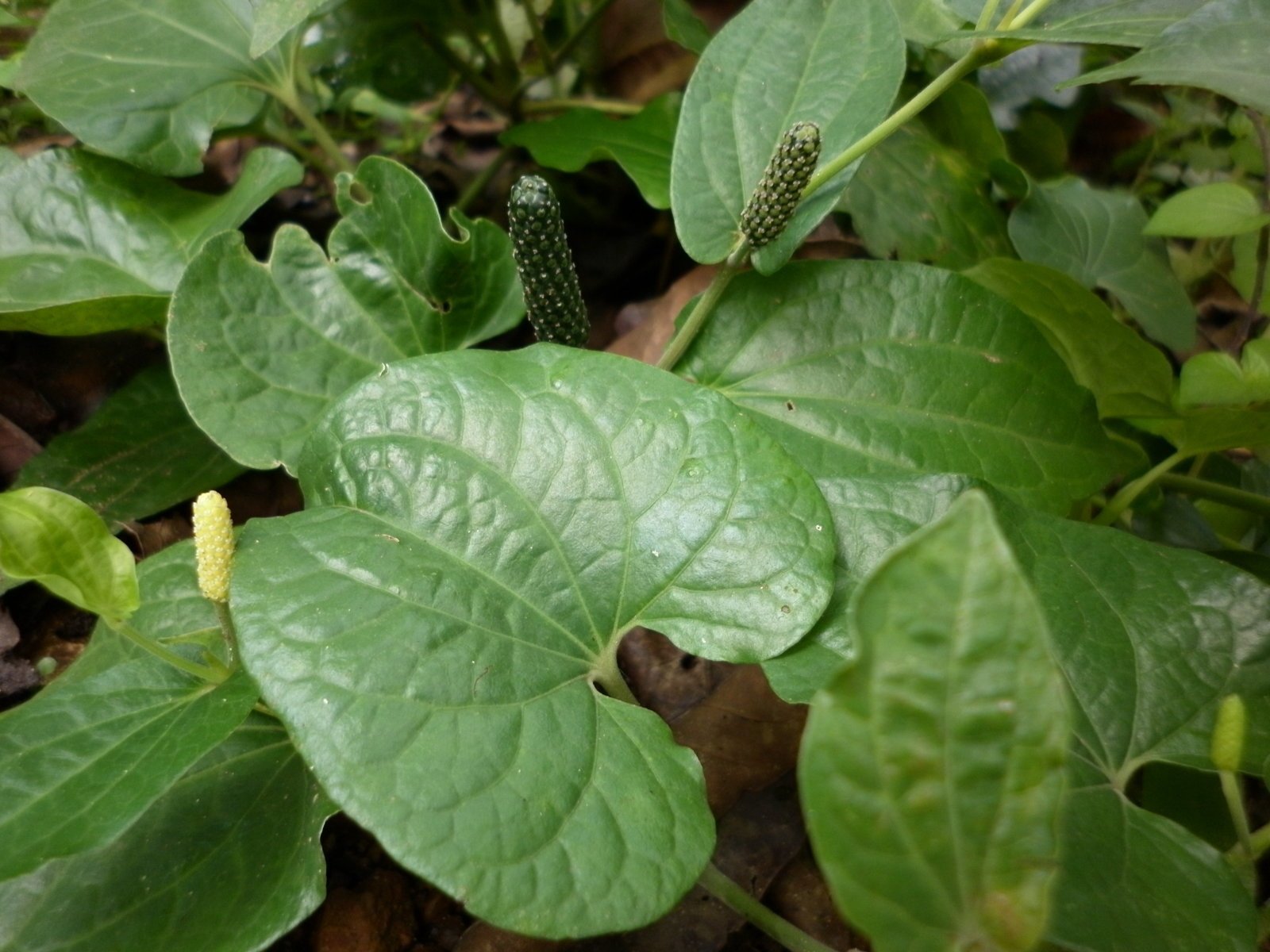 Long_Pepper___Piper_longum.jpg Buy Long Pepper, Thirivadhirai, piper longum, thippili, pippali,
lipli - Live plant online shopping for sale - Image 1