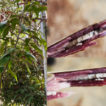 Buy Original Black Vitex - inside black stem, karunochi, 
கருநொச்சி, vitex balck, karulekki - inside stem 
balck colour - Live plant online shopping for sale