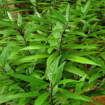 Buy Gendarussa - Black, Justicia Gendarussa, Black Karu Nekki, 
Neer Karunochi, Addasaramu - Blue Nili Nargandi, Karu Neer Nochi 
- Vadhamkolli, கரு நீர்நொச்சி - Live 
plant online shopping for sale