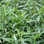 Buy Green Vitex, Gendarussa, Vulgaris, Neer nochi, Aduthoda 
gidda, Neer Nochi, Addasaramu, Nili Nargandi - Live plant online 
shopping for sale