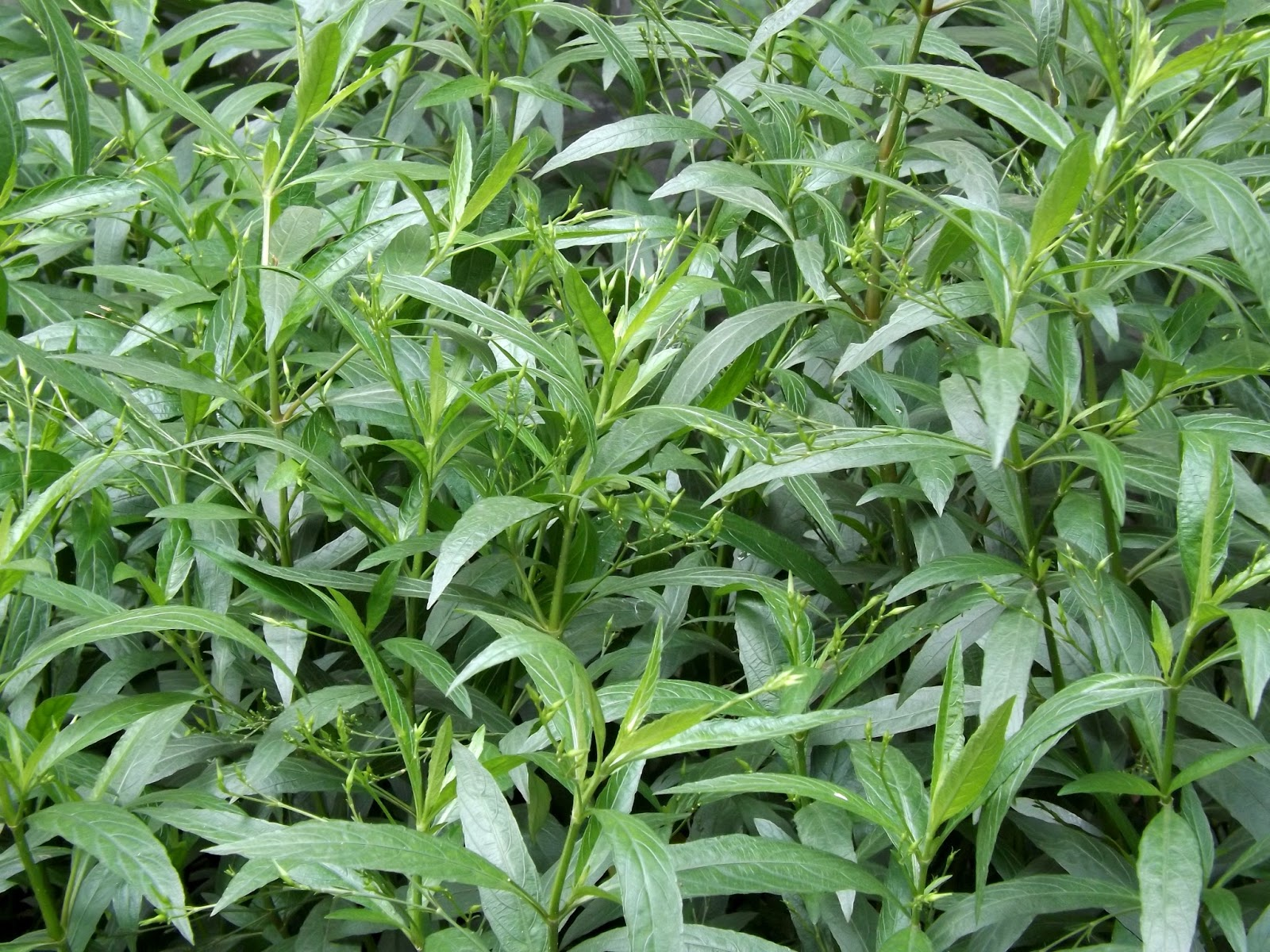 ML-0013-gendarussa-3.png Buy Green Vitex, Gendarussa, Vulgaris, Neer nochi, Aduthoda
gidda, Neer Nochi, Addasaramu, Nili Nargandi - Live plant online
shopping for sale - Image 1