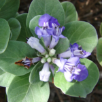 Buy Beach Vitex, Vitex rotundi, andhaman nochi - Live plant 
online shopping for sale