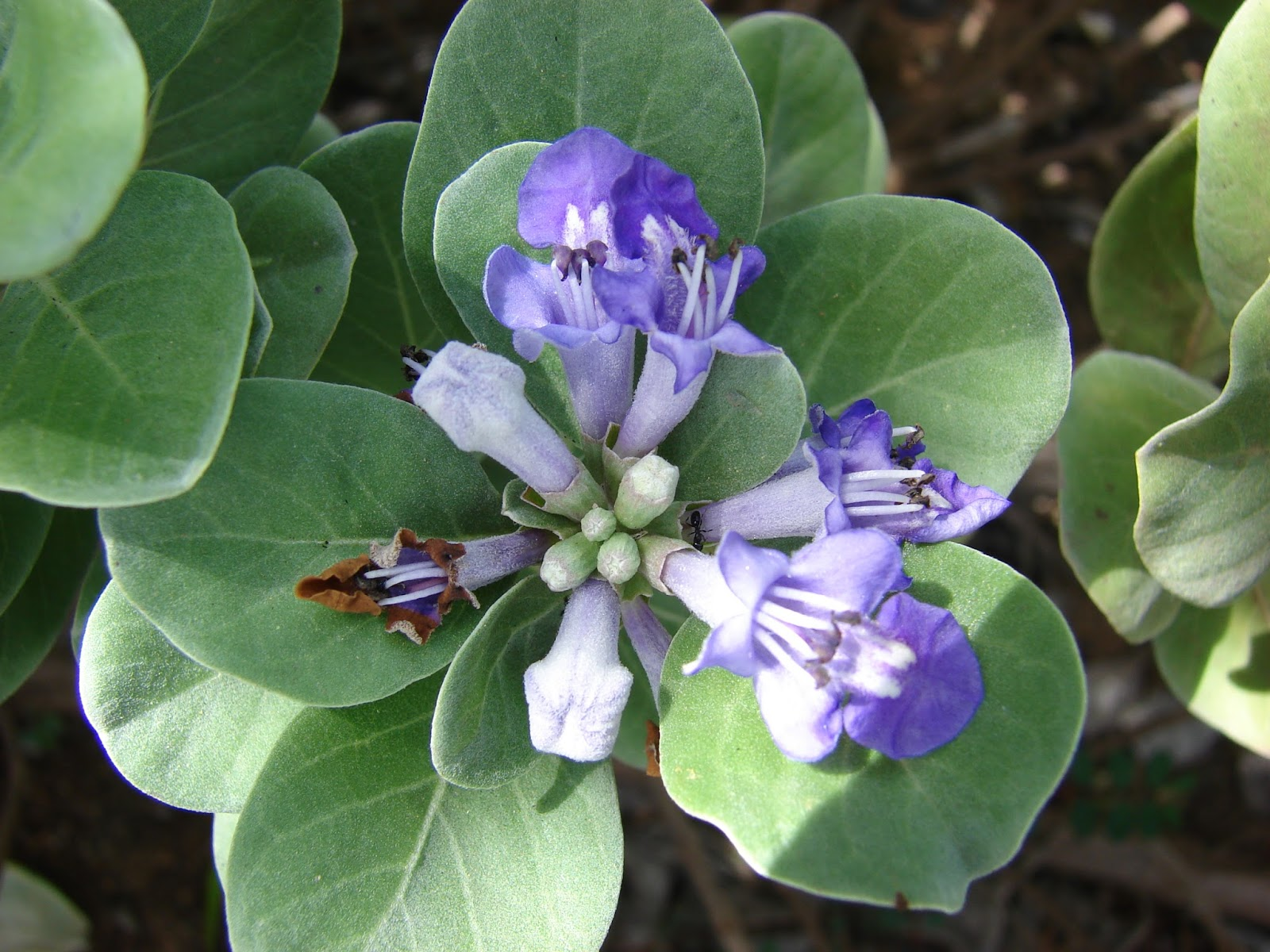 ML-0014-vitex-rotundi-3.png Buy Beach Vitex, Vitex rotundi, andhaman nochi - Live plant
online shopping for sale - Image 1