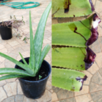 Buy Red aloe vera plant online, Aloe vera - Red, 
சிவப்பு கற்றாழை, aloe red - Herbal 
Live plant online shopping for sale
