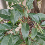 Buy Pachai karpooram, camphor tree, cinnamomum camphora, 
கற்பூரம் மரம், kapura, kapura maram, 
canramu, kapoor tree - online shopping for sale