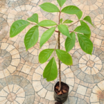 Buy Roma virutcham, ரோம விருட்சம், 
Bischofia javana, रोम विरुक्षम - Live plant 
online shopping for sale