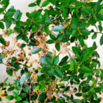 Buy Wild Lemon, காட்டு எலுமிச்சை, 
kattu elumichai, Atalantia Monophylla, जंगली 
नींबू - Live plant online shopping for sale