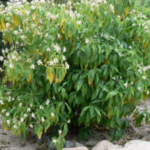 Buy Malaburnut, Justicia Adhatoda, adathoda, Aatalootakam, 
Addasaramu Arusa, ஆடாதோடை - Live Plant online 
shopping for sale