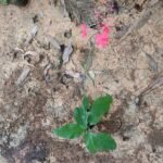 Buy Red Leadwort, plumbago indica, plumbago roses, 
செங்கொடிவேலி, senkodiveli, ratha chithra 
moola, red chithramool - Live plant online shopping for sale