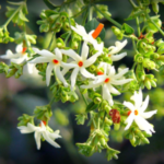 Buy Coral Jasmine, Nyctanthes Arbortristis, pavazhamalli, 
pavlamalli, பவழமள்ளி, parijatam, parijata - Live 
plant online shopping for sale