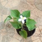Buy Houttuynia Cordata, Chameleon Plant, Fish mint, மீன் 
புதினா - live plant online shopping for sale