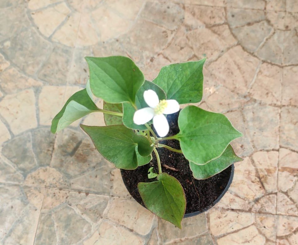 ML-0038-chameleon-plant-1.jpeg Buy Houttuynia Cordata, Chameleon Plant, Fish mint, மீன்
புதினா - live plant online shopping for sale - Image 1