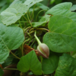 Buy Indian Jalap, Operculina Turpethum - Ipomea Turpethum, 
Sivaddai, Paganrai, Nisoth, Panila, Tegade, சிவதை, 
निसोथ - Live plant online shopping for sale