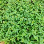 Buy toothache plant, Panicled Spot Flower, palvali poondu, 
பல்வலிப்பூண்டு, akrahara, 
अकरकरा - Live plant online shopping for sale