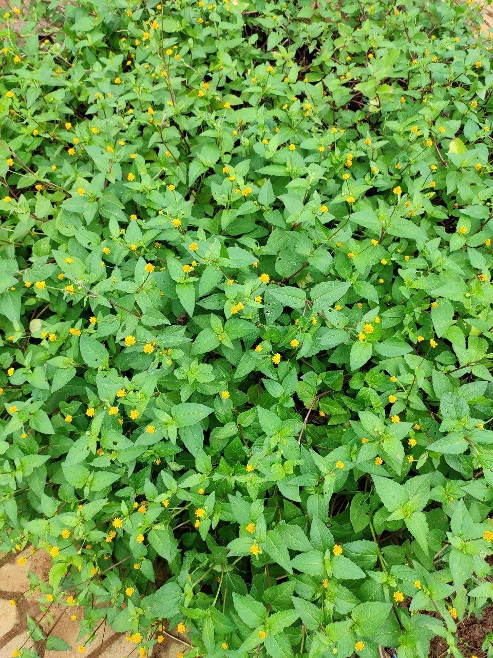 ML-0049-panicled-spot-flower-1.jpeg Buy toothache plant, Panicled Spot Flower, palvali poondu,
பல்வலிப்பூண்டு, akrahara,
अकरकरा - Live plant online shopping for sale - Image 1