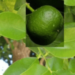 Buy Wild orange, Kattu Kichali - Live Plant Online Shopping for Sale