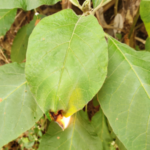Buy Siddhar jothi ilai, Wick Leaves, சித்தர் 
சோதி இலை, pathini ilai, pathini maram, 
பத்தினி இலை - Live plant online shopping for 
sale
