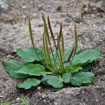 Buy Broad leaf Plantain, malai isapakol, plantago major, 
isappakol, isabgol, மலை இசப்பகோல் - Live 
plant online shopping for sale