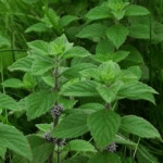 Buy Japanese mint, American wild mint - Live Plant Online Shopping for Sale