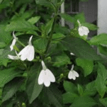 Buy Snake jasmine, nagamalli, நாகமல்லி, Rhinacanthus nasutus - live plant online shopping for sale