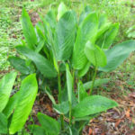 Buy Maranta arundinacea, Arrow root, koogai kizhangu, tikher, 
kuva - Live plant online shopping for sale