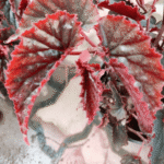 Buy Sigappu sangunarayana sanjivi, begonia red, சிகப்பு சங்குநாராயன சஞ்சீவி, sivappu sangunaraya sanjeevi, சிவப்பு சங்குநாராயண சஞ்சீவி - Live plant online shopping for sale
