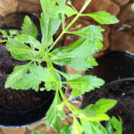 Buy Sweet Broom Weed, sarakkotthini, kallurukki, கல் 
உருக்கி, Scoparia Dulcis, Sakkarai Vembu, 
Mrigandhi, Mrigandhi Goda, Sakkara vembu, Potti boli, Mithipatti 
- Live plant online shopping for sale