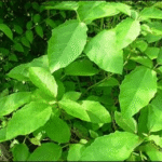 Buy Wild sultan seed, naga sanjeevi, நாக சஞ்சீவி - Live Plant Online Shopping for Sale