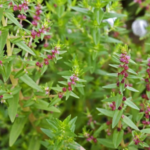 Buy Blistering Ammania, ammania bacifera, neermel neruppu, 
Kalluruvi, Kallurive, Kallurvanchi, Agnivendrapaku, Kurunta, 
நீர்மேல்நெருப்பு - Live plant 
online shopping for sale