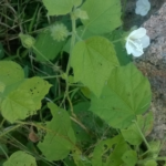 Buy Fragrant Pavonia, Pavonia Odorata, Peramutti, Balarkshigida, 
Iruveli, Etakuti, Sugandhabala, Udichaya - Live plant online 
shopping for sale