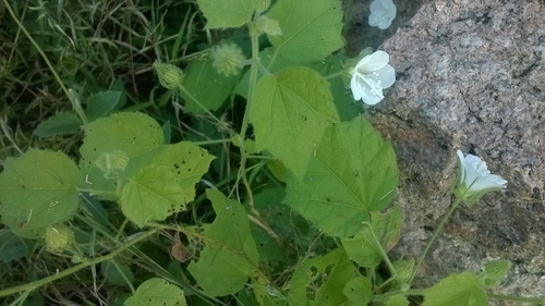 ML-0067-pavonia-odorata-3.png Buy Fragrant Pavonia, Pavonia Odorata, Peramutti, Balarkshigida,
Iruveli, Etakuti, Sugandhabala, Udichaya - Live plant online
shopping for sale - Image 1