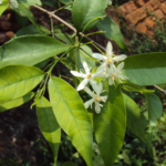 Buy Sweet Indrajao, Wrightia Tinctoria, Vetpalai, Beppale, 
Tinnampala, Sittankudu, Kapan - Live plant online shopping for 
sale