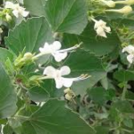 Buy Arni, clerodendrum phlomidis, thazhu thazhai, munja, 
मुंजा, தழுதாழை - Live plant online 
shopping for sale