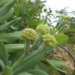 Buy Large Flower Kleinia, kleinia grandiflora, naai nakku, muyal 
kadhu, thelkadi pachilai - Live plant online shopping for sale