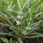 Buy Indian White Head, Enicostema Axillare, Vellarugu, Chikka 
Chiragutta, Vallari, Nelagolimidi, Chota Chirayata, छोटा 
चिरयता, வெள்ளறுகு - Live plant 
online shopping for sale