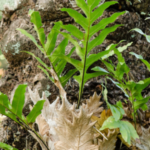 Buy Oakleaf Fern Plant, Drynaria Quercifolia, Mudavattukal 
Kizhangu, Hanuman Hashta Panna Kizhangu, 
कटिकापणि,  Katikapan, 
முடவாட்டுக்கால் 
கிழங்கு - Live plant online shopping for sale