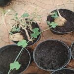 Buy Akasa Garudan Kizhangu, agasa garudan Plant, Redfruit Creeper 
Plant, Corallocarpus Epigaeus, Aakasha Garuda, Nagadonda, Akasha 
Garudan, Akasgaddah, आकाश गरुदानी, 
ஆகாச கருடன் கிழங்கு - Live 
plant online shopping for sale