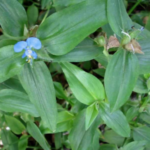Buy Bengal Day Flower, Commelina Benghalensis, Kaanavazhai, 
Hittangani, Kancotam, Nirukassuvu, Kana, Kosapusp, 
காணாவாழை, कोसापुस्प - Live 
plant online shopping for sale