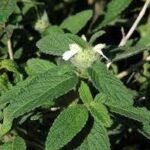 Buy Head Leucas, Leucas Cephalotes, Perumtumbai, Dronapushpi, 
Tumba, Pedda Tummi, Goma Madhupati, Chitrapathrika, गोमा 
मधुपति, பெருந்தும்பை - Live 
plant online shopping for sale