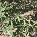 Buy Jhil, Indigofera Oblongifolia, Kuthukara Sammatti, Jangli 
Neeli, Kondavempali, Goilia, गिलिया, 
குத்துக்கார சம்மட்டி - Live 
plant online shopping for sale