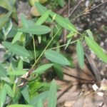 Buy Telegraph plant, dancing plant, thozhukanni, தொழுகன்னி - 2kg rawmaterial - Live Plant Online Shopping for Sale
