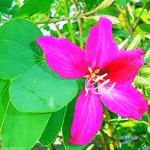 Buy Purple bauhinia, neelathiruvathi - Live Plant Online Shopping for Sale