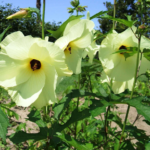 Buy The Musk, Abelmoschus Moschatus, Kasthuri Vendai, Kadi 
Kasthuri, Kattu Kasthuri, Kasthuri, Benda Musk Danah, 
कस्तूरी दानाही, கஸ்தூரி 
வெண்டை - Live plant online shopping for sale