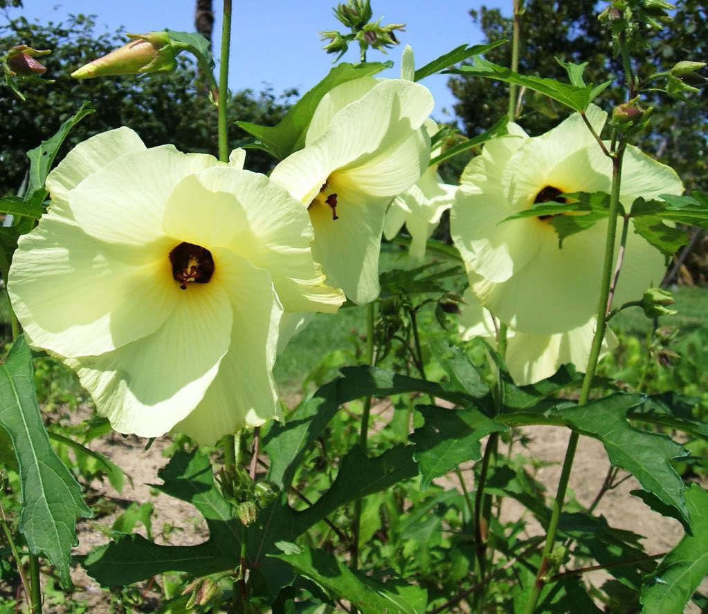 ML-0087-abelmoschus-moschatus-1.png Buy The Musk, Abelmoschus Moschatus, Kasthuri Vendai, Kadi
Kasthuri, Kattu Kasthuri, Kasthuri, Benda Musk Danah,
कस्तूरी दानाही, கஸ்தூரி
வெண்டை - Live plant online shopping for sale - Image 1