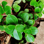 Buy Sivappu vanabrammi, சிவப்பு வனபிரம்மி - Live Plant Online Shopping for Sale
