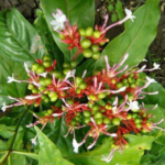 Buy Indian Snake Root, Rauvolfia Serpentina, Sarpagndi, 
Sarpagndha, Chandramara, Dhaval Barua, Patalagaruda - Live plant 
online shopping for sale