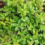 Buy Decalepis hamiltonii, Swallow root, sarasapalli, hamiltoni, 
mahaali, maagali, makli beru, Sariba 
Svetasariva,மாகாளி கிழங்கு, 
सरिबा श्वेतसारिव - live plant 
online shopping for sale