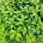 Buy strobilanthus foliosa, Kurinchi, neela kurunji, நீல 
குறிஞ்சி, सहचार - live plant online 
shopping for sale
